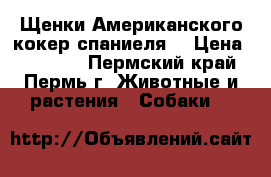 Щенки Американского кокер спаниеля  › Цена ­ 10 000 - Пермский край, Пермь г. Животные и растения » Собаки   